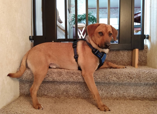 Odo on the stairs